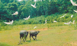 tc_vuon-quoc-gia-ben-en