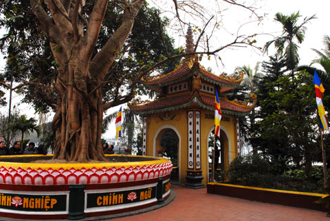 Cây bồ đề bên trong chùa Trấn Quốc