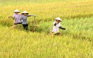 images820172_thu_hoach_lua_xa_dung_tien___vinh_bao__1-2a077
